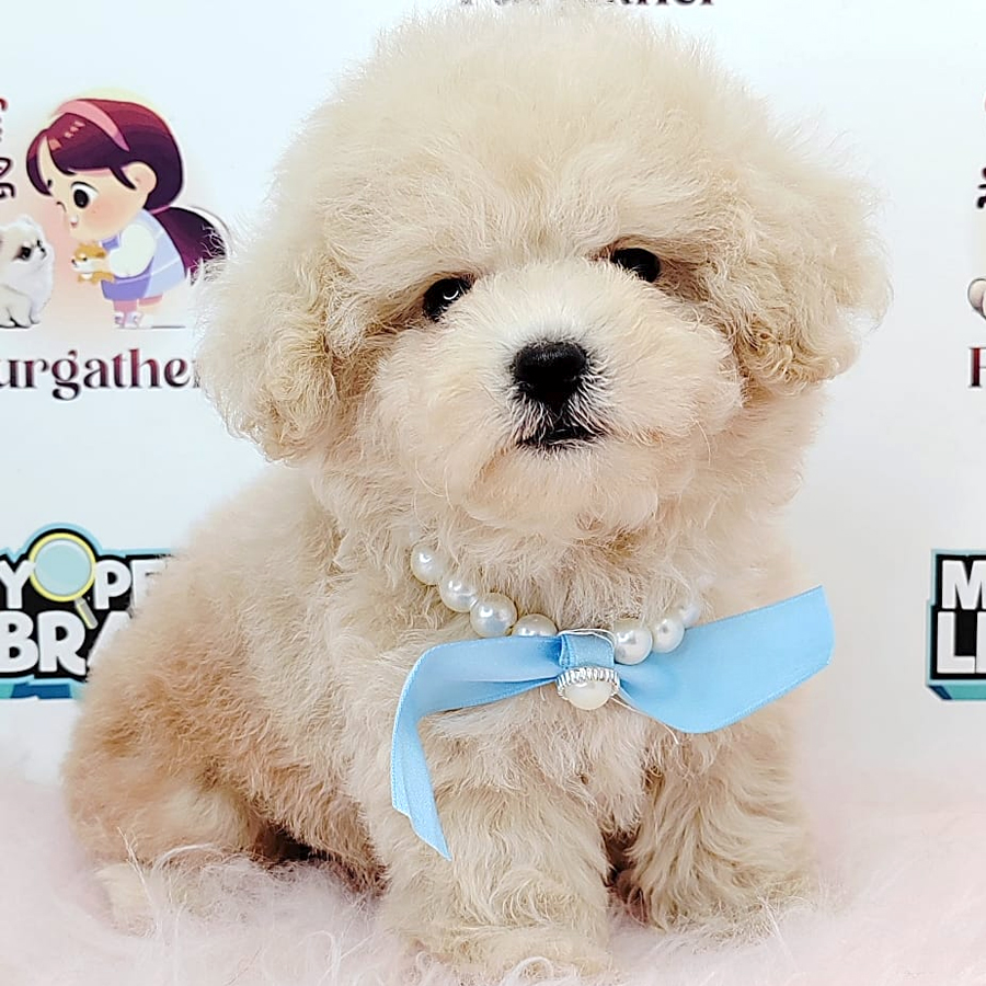 Tiny Toy Poodle Puppy (Female) For Sale