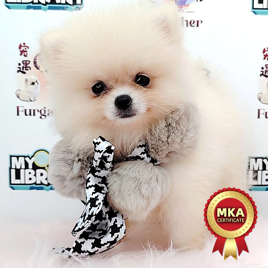 MKA Tiny Pomeranian Puppy (Female) For Sale