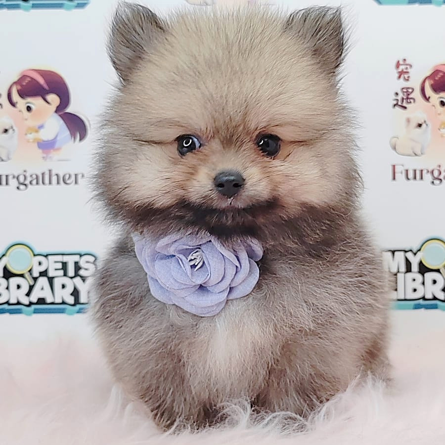 Tiny Pomeranian Puppy (Female) For Sale