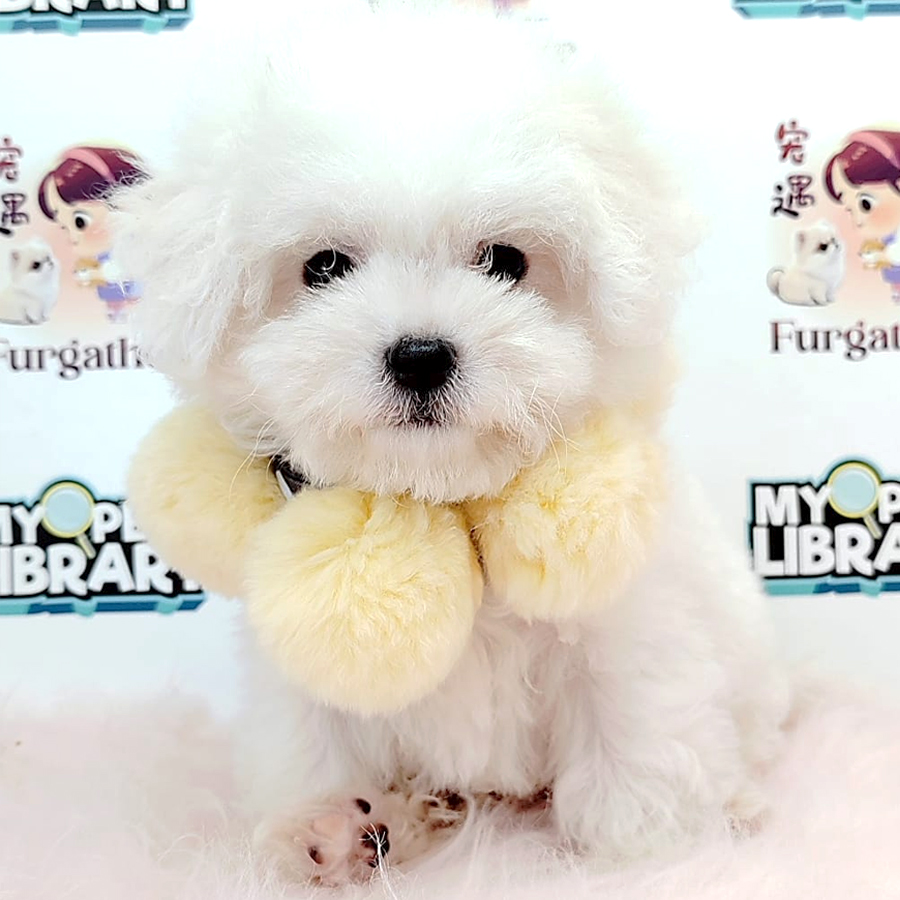 Bichon Puppy (Female) For Sale