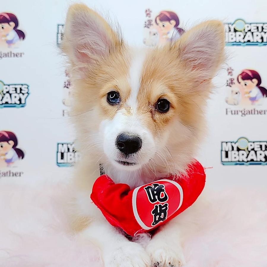 Long Coat Corgi Puppy (Female) For Sale