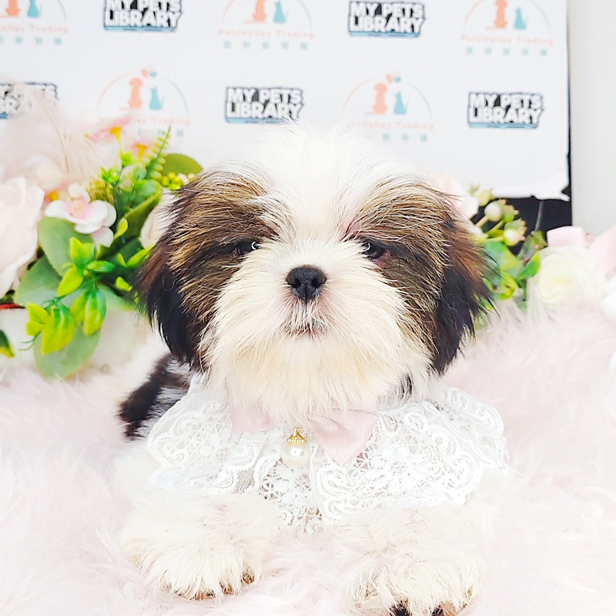 Shih Tzu Puppy (Female) For Sale