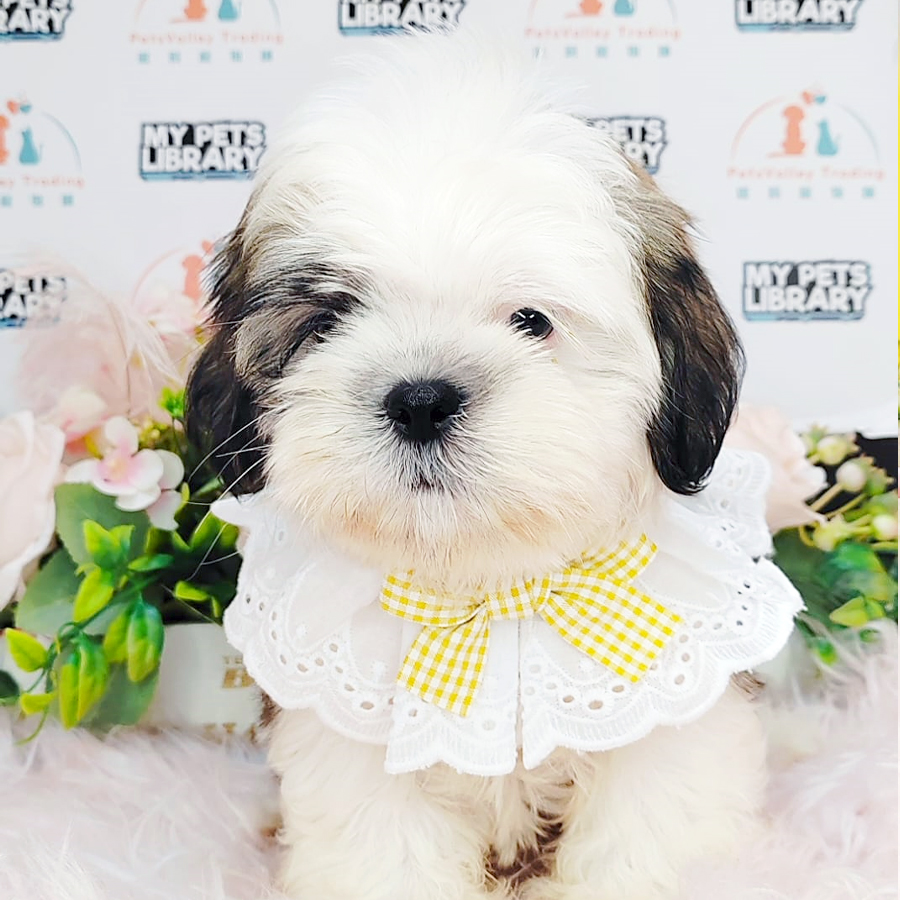 Shih Tzu Puppy (Male) For Sale