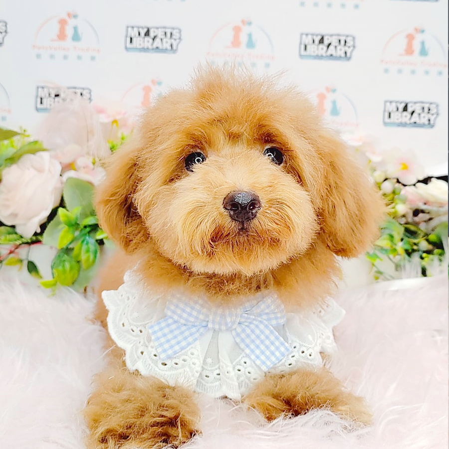 Toy Poodle Puppy (Male) For Sale
