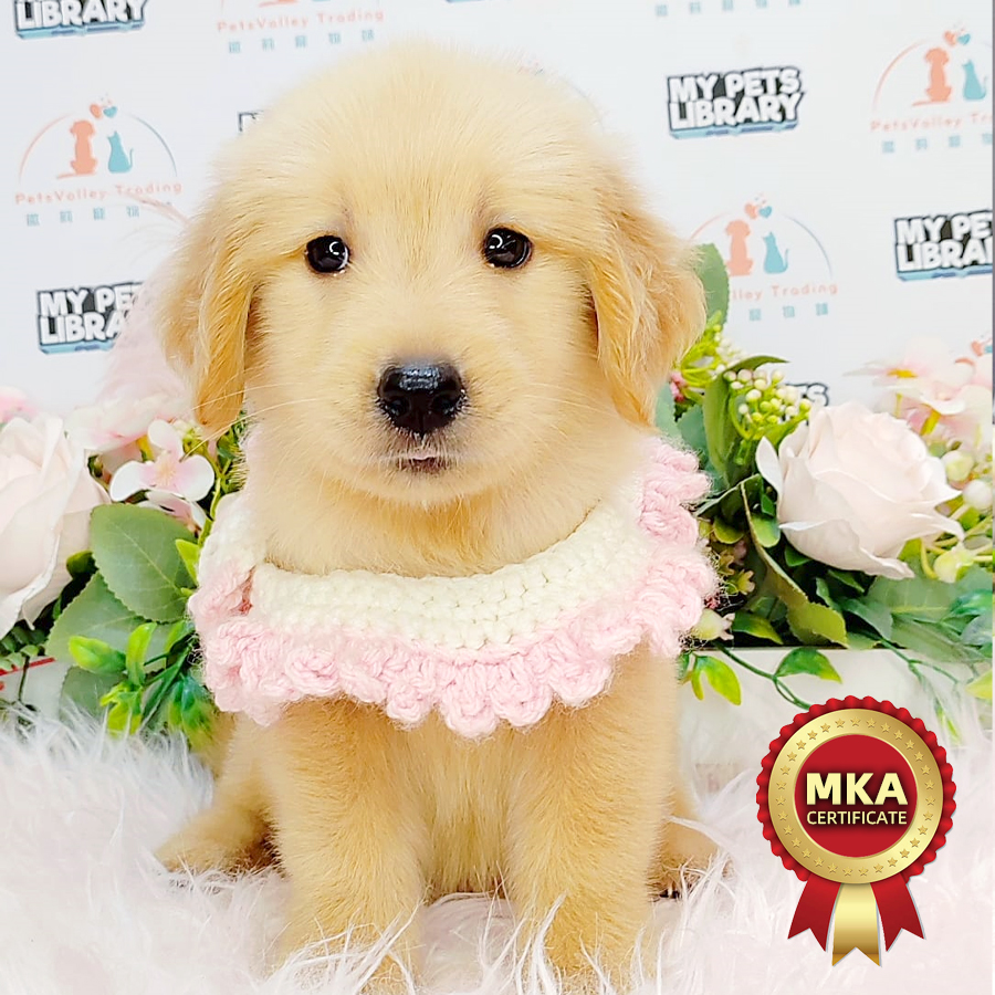 MKA Golden Retriever Puppy (Female) For Sale
