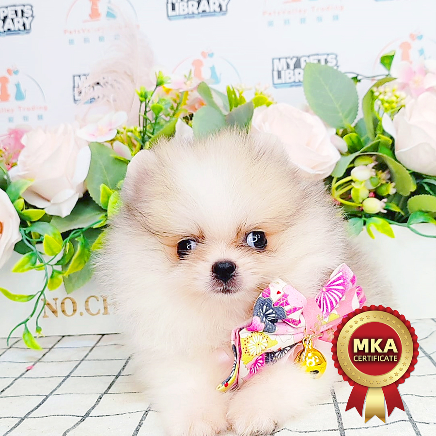 MKA Tiny Pomeranian Puppy (Male) For Sale