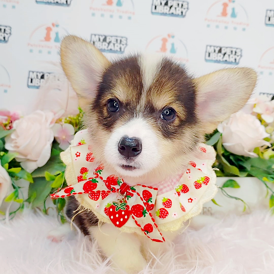 Welsh Corgi Puppy (Female) For Sale