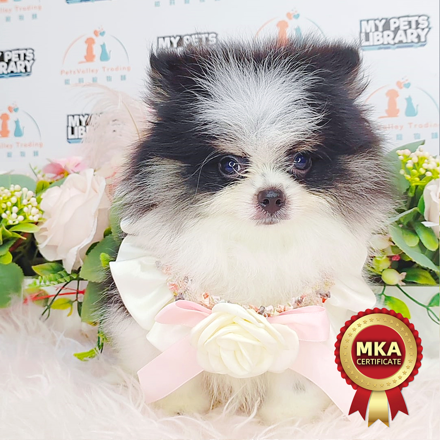 MKA Tiny Pomeranian Puppy (Male) For Sale
