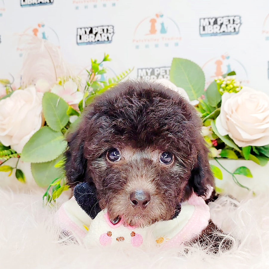 Toy Poodle Puppy (Male) For Sale