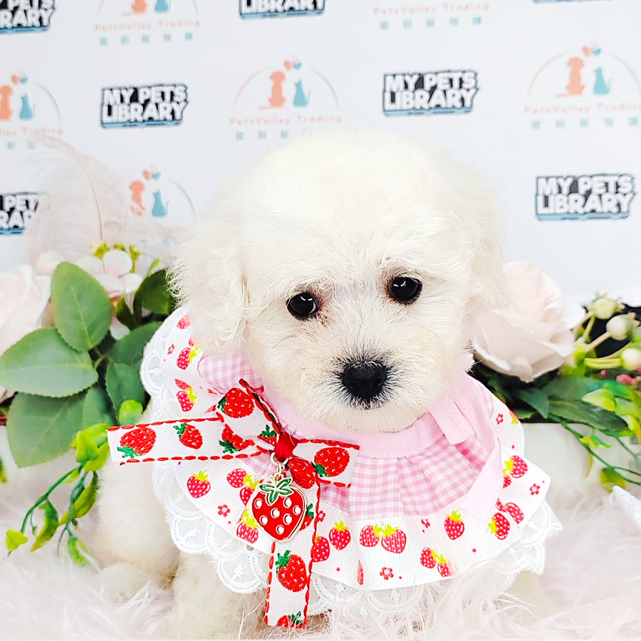Tiny Poodle Puppy (Female) For Sale