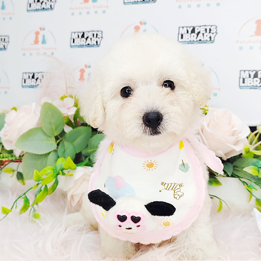 Toy Poodle Puppy (Male) For Sale