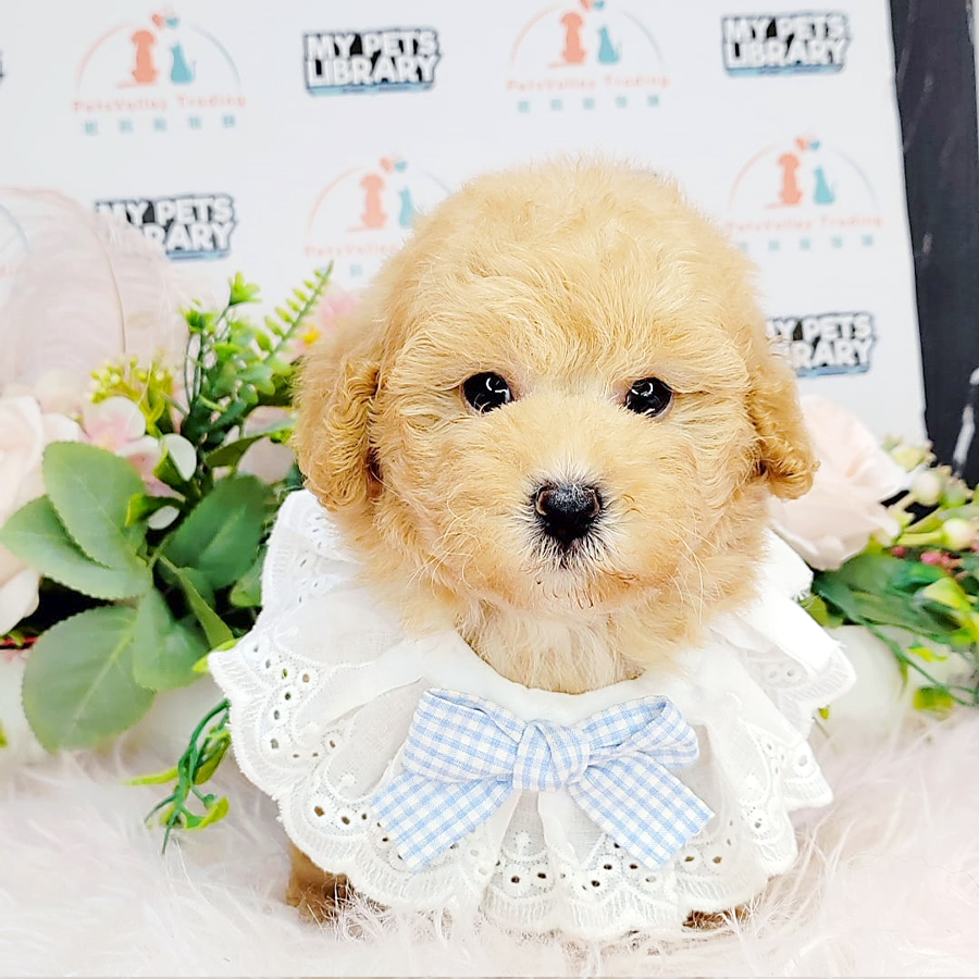Tiny Poodle Puppy (Female) For Sale