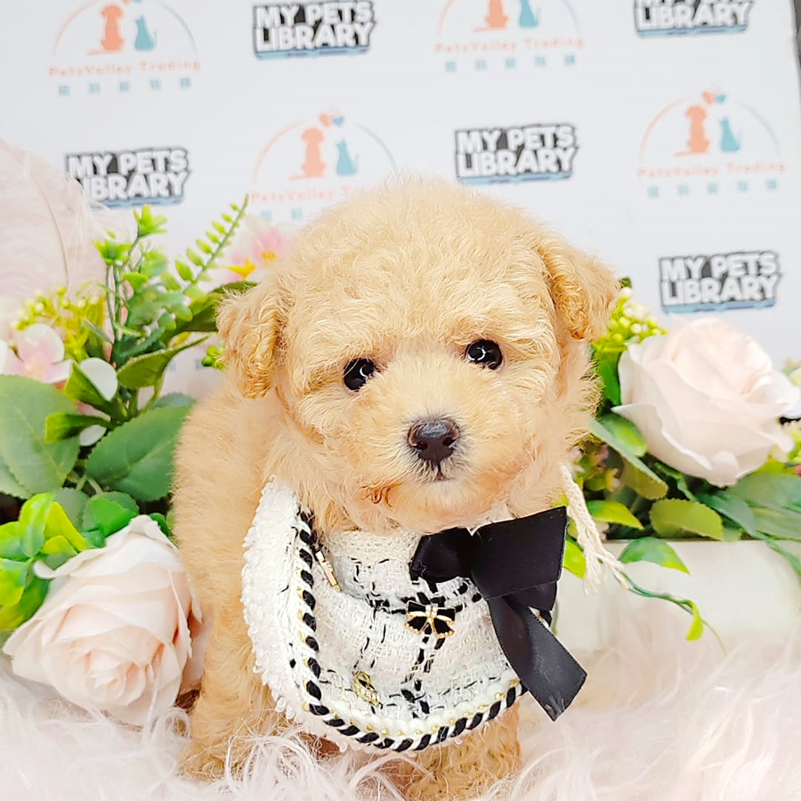 Tiny Poodle Puppy (Female) For Sale