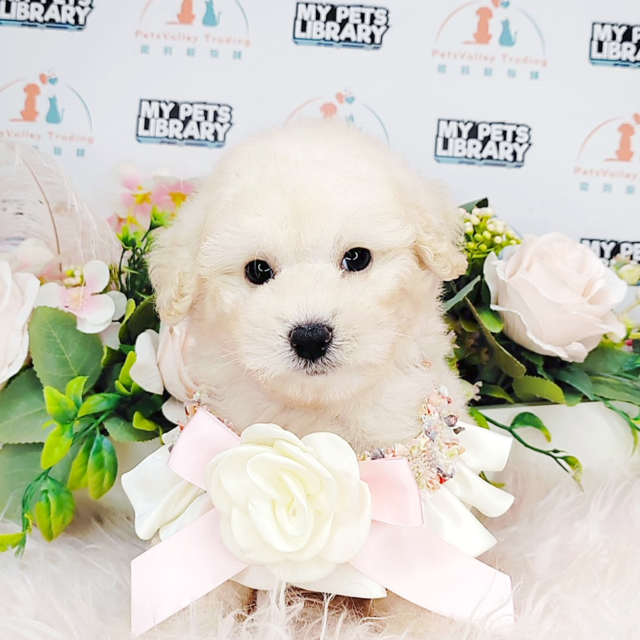 Tiny Poodle Puppy (Male) For Sale