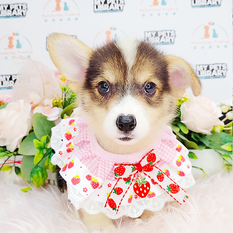 Welsh Corgi Puppy (Female) For Sale