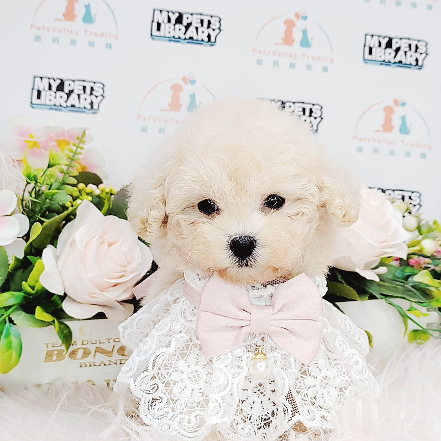 Tiny Poodle Puppy (Female) For Sale