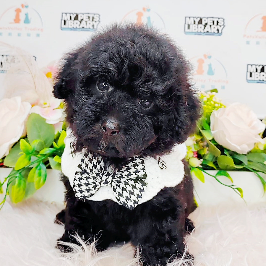 Toy Poodle Puppy (Male) For Sale