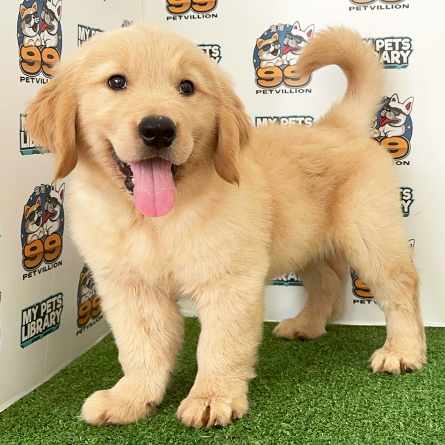 Golden Retriever Puppy (Male) For Sale