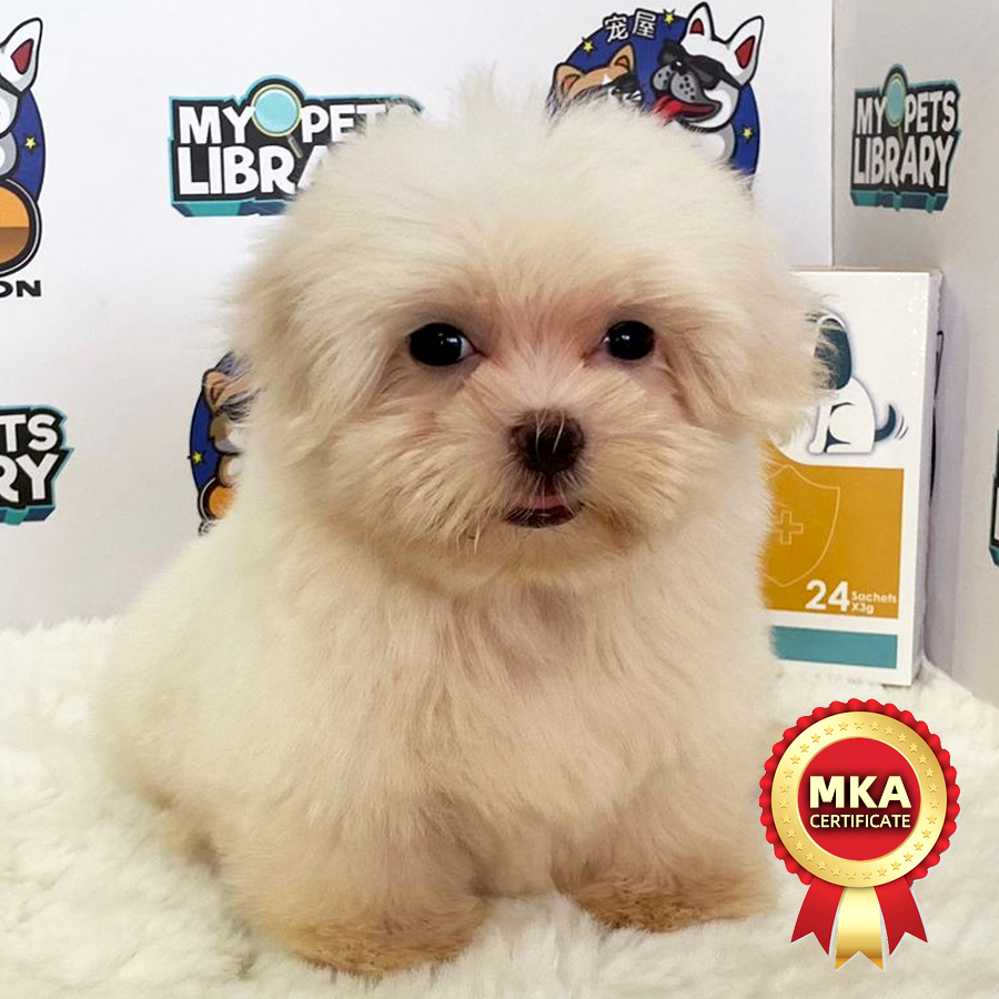 MKA Tiny Maltese Puppy (Female) For Sale