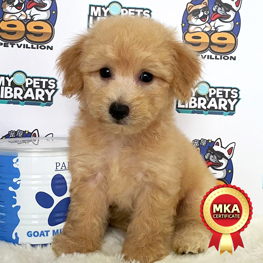 MKA Toy Poodle Puppy (Male) For Sale