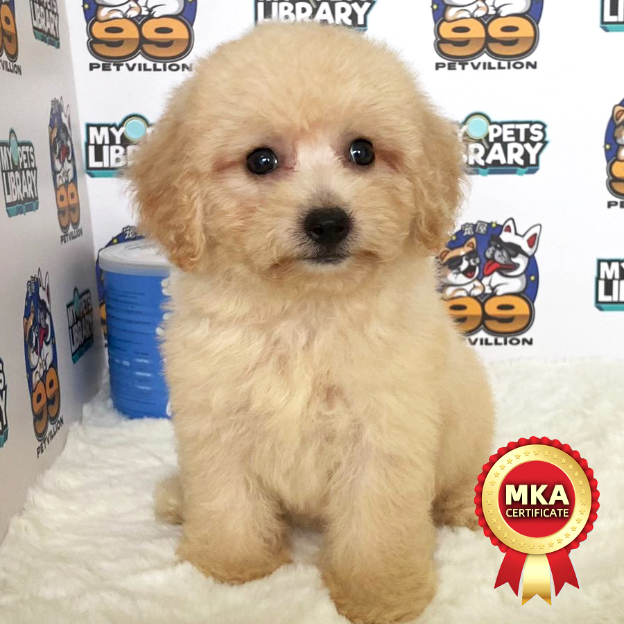MKA Toy Poodle Puppy (Female) For Sale