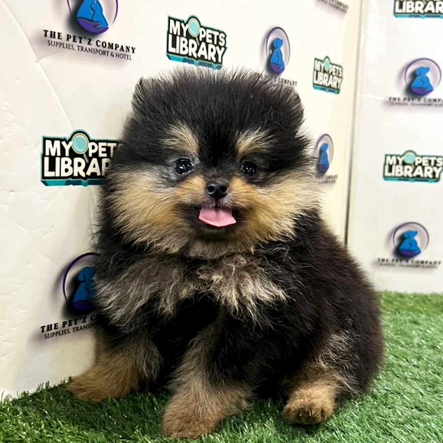 Pomeranian Puppy (Male) For Sale
