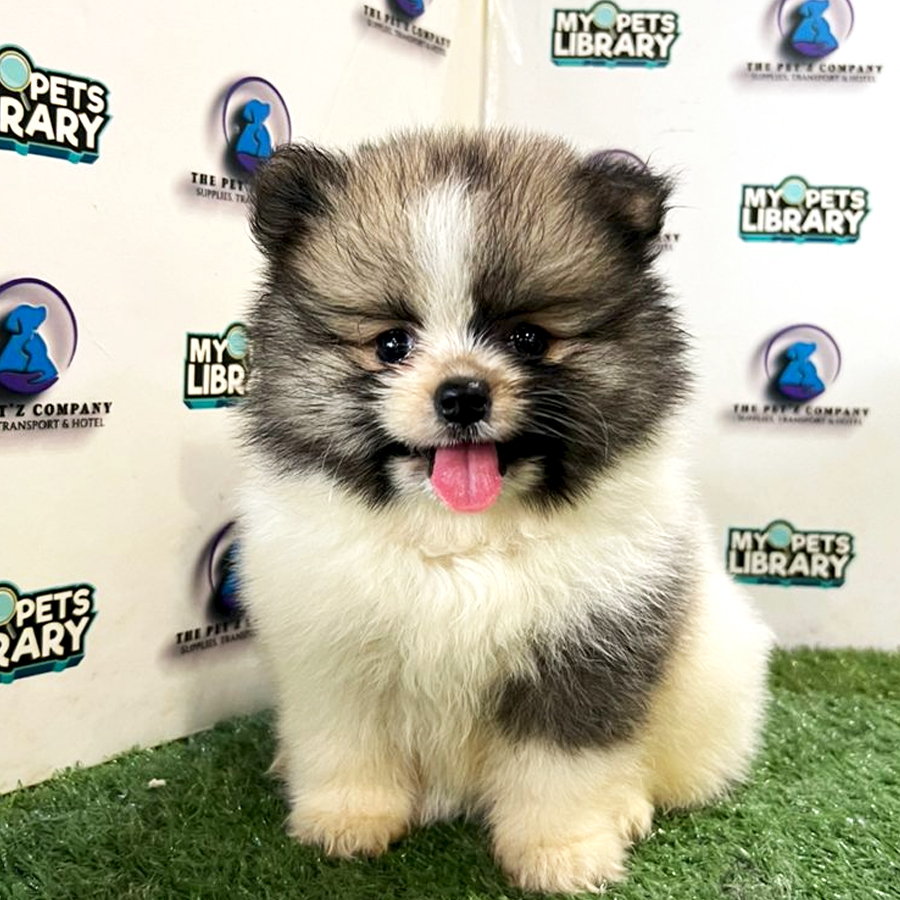 Pomeranian Puppy (Female) For Sale