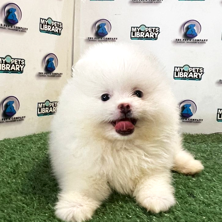 Pomeranian Puppy (Female) For Sale