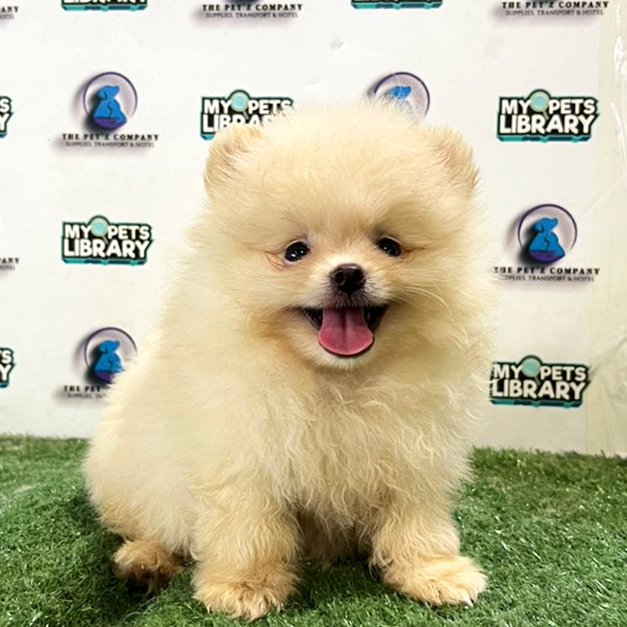 Pomeranian Puppy (Male) For Sale