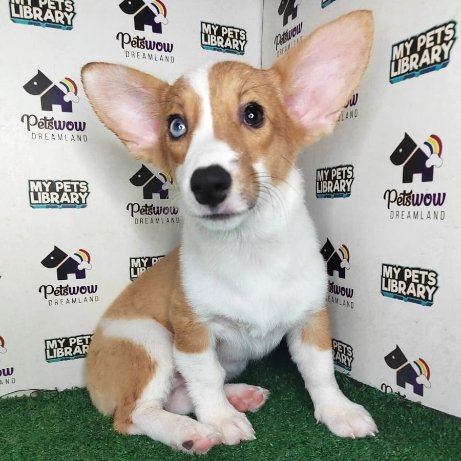 Pembroke Welsh Corgi Puppy (Female) For Sale