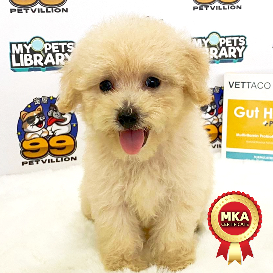 MKA Toy Poodle Puppy (Male) For Sale