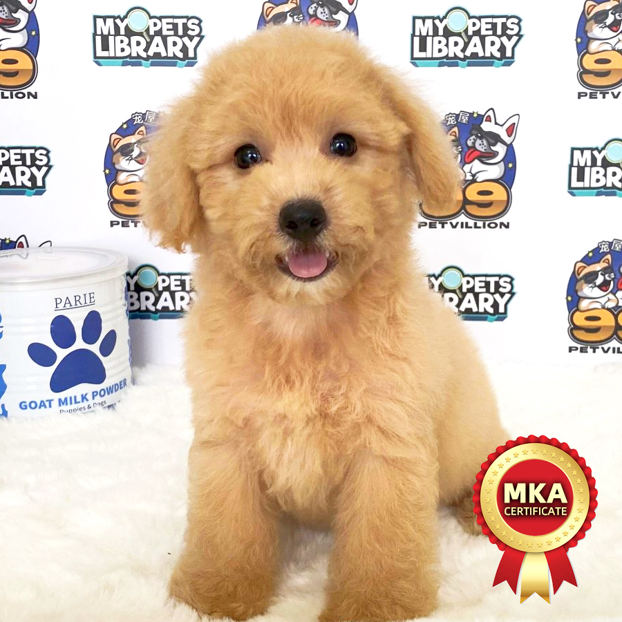 MKA Toy Poodle Puppy (Female) For Sale