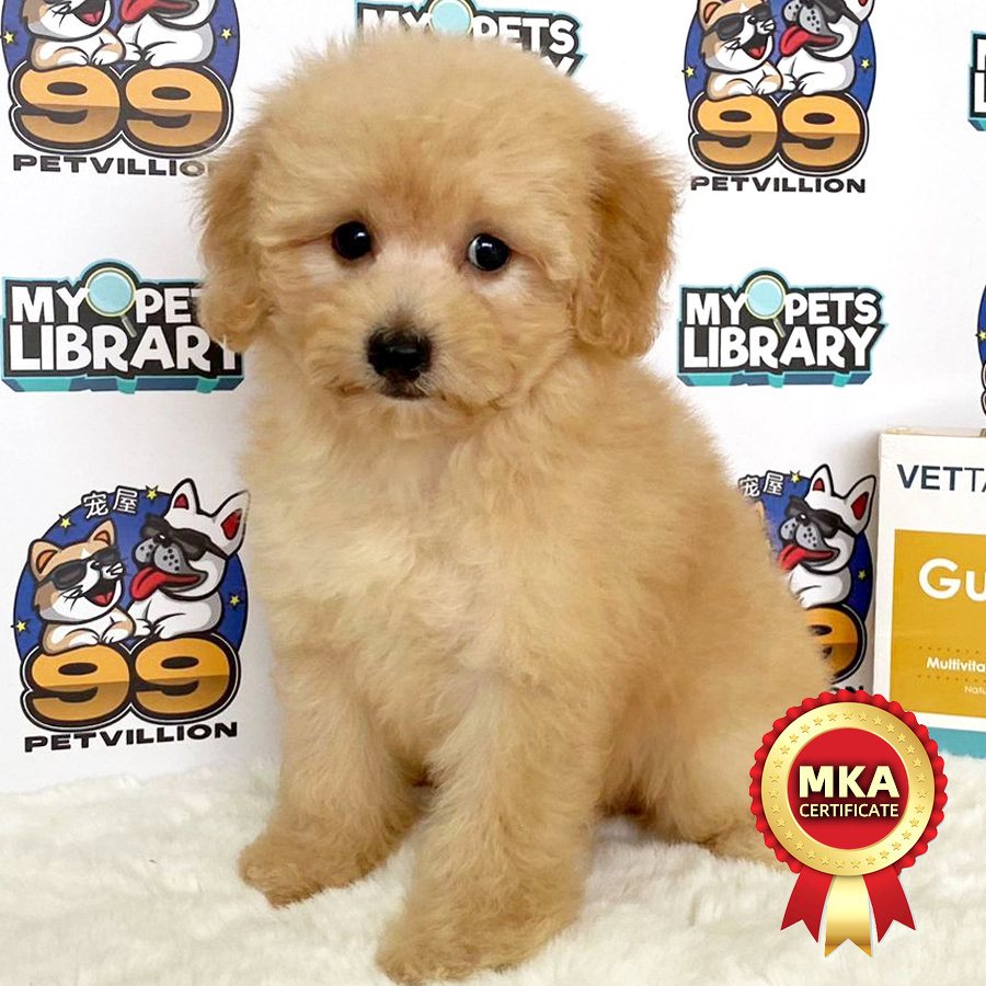 MKA Toy Poodle Puppy (Female) For Sale