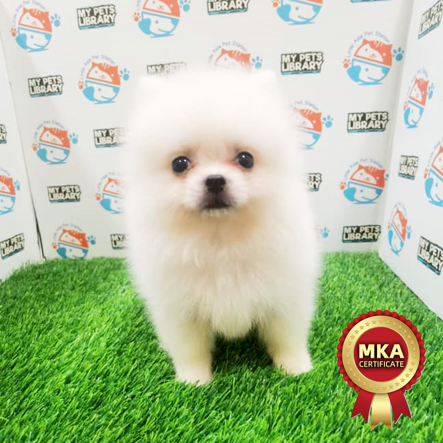 MKA Pomeranian Puppy (Male) For Sale