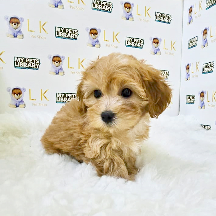 Maltipoo Puppy (Female) For Sale