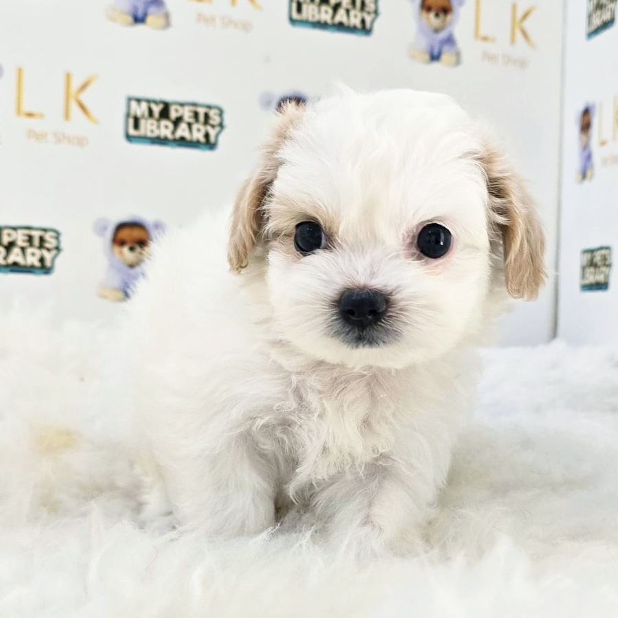 Maltipoo Puppy (Female) For Sale