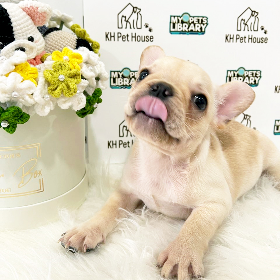 French Bulldog Puppy (Male) For Sale