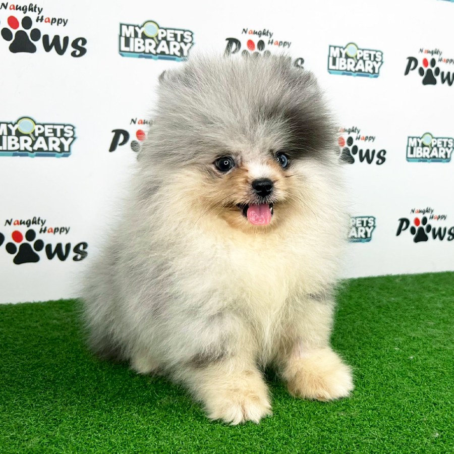 Tiny Pomeranian Puppy (Male) For Sale