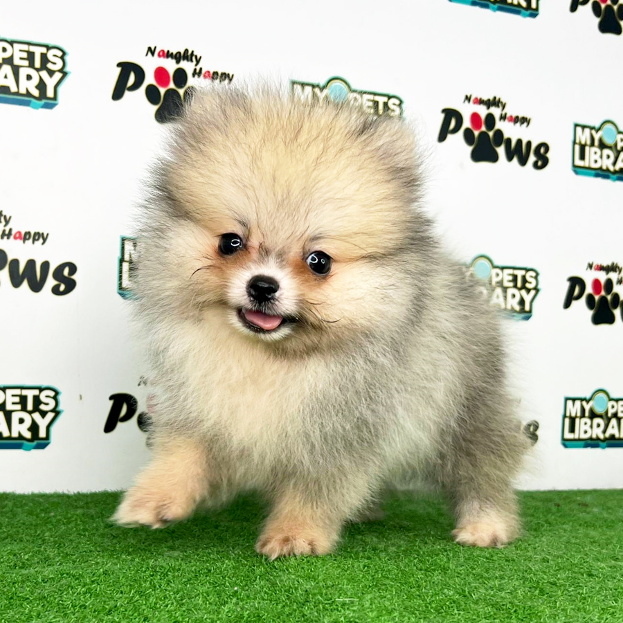 Tiny Pomeranian Puppy (Male) For Sale