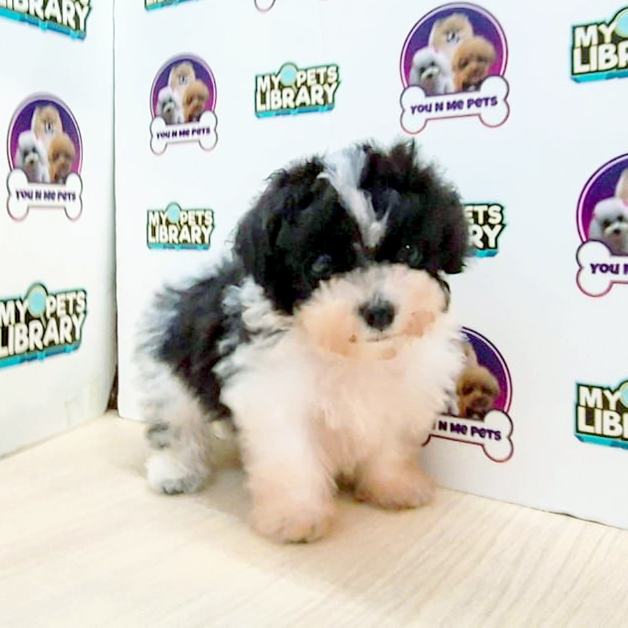 Tiny Poodle Puppy (Male) For Sale