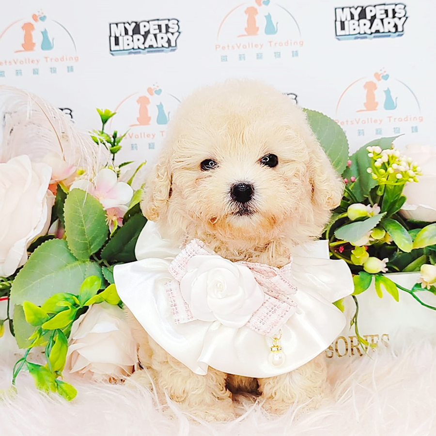 Tiny Poodle Puppy (Female) For Sale