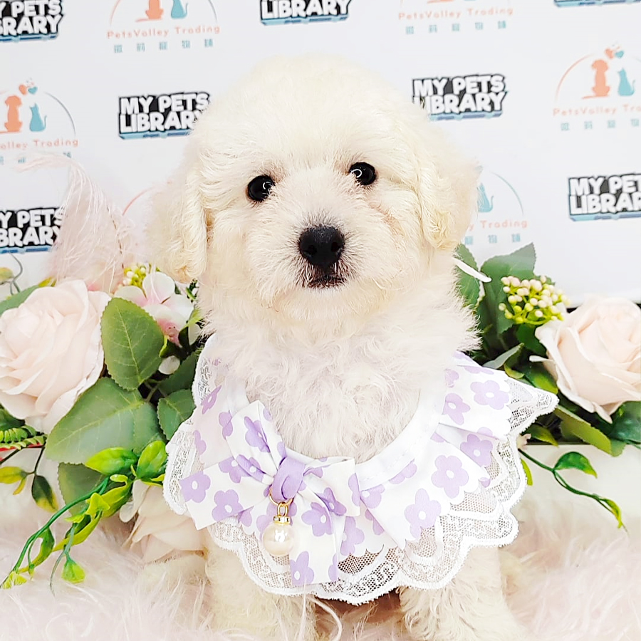 Toy Poodle Puppy (Male) For Sale