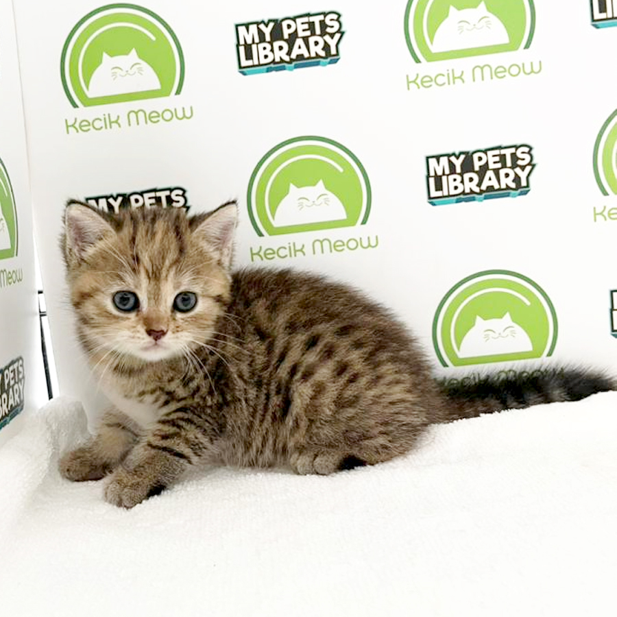 British Shorthair Kitten (Female) For Sale