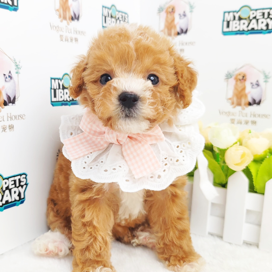 Toy Poodle Puppy (Female) For Sale