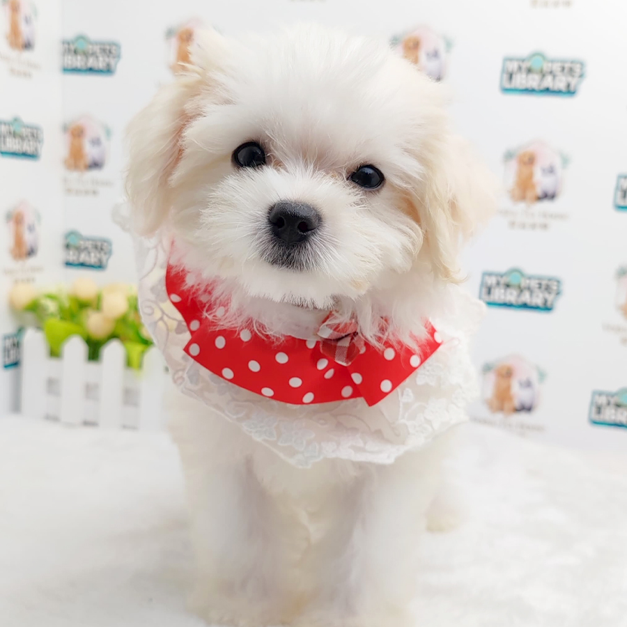 Maltipoo Puppy (Female) For Sale