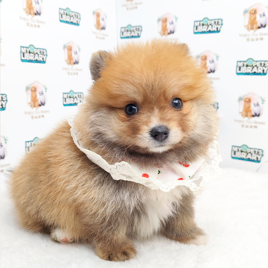 Pomeranian Puppy (Male) For Sale