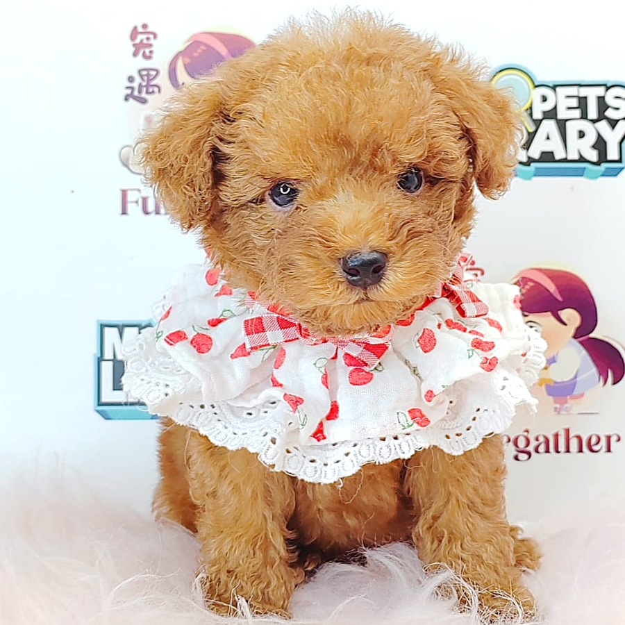 Tiny Toy Poodle Puppy (Male) For Sale