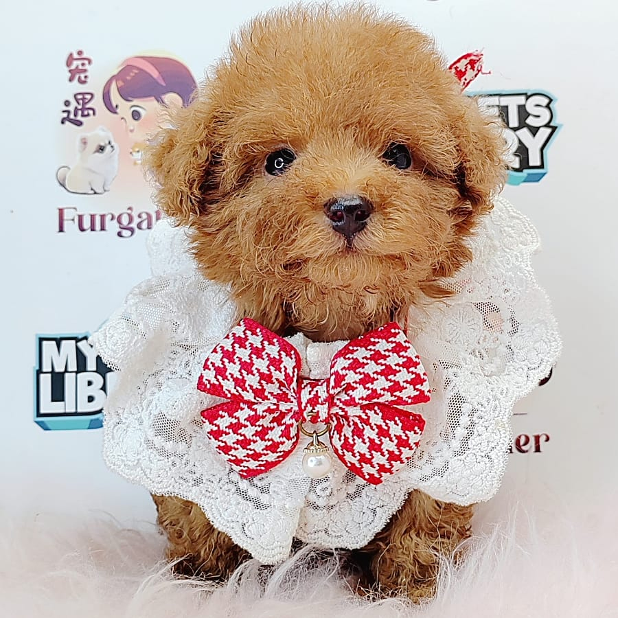 Tiny Toy Poodle Puppy (Male) For Sale