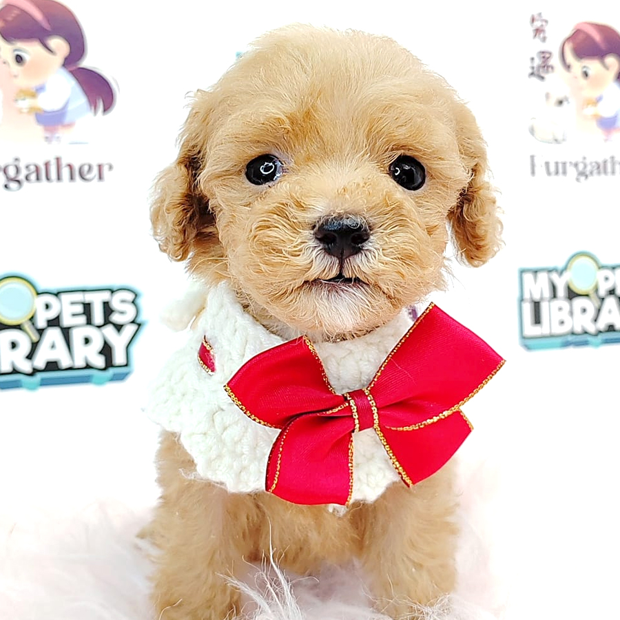 Tiny Toy Poodle Puppy (Male) For Sale