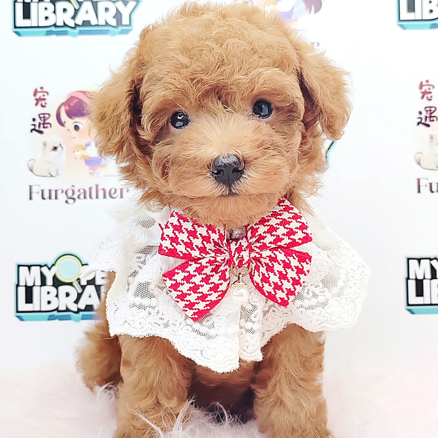 Tiny Toy Poodle Puppy (Female) For Sale